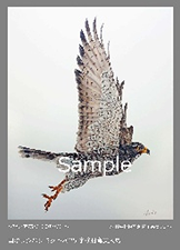 国際サシバサミット1